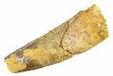 Fossil Spinosaurus Tooth - Real Dinosaur Tooth #298115-1